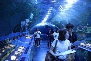 東京都・しながわ水族館で、夜の水族館を体感する謎解きゲーム開催