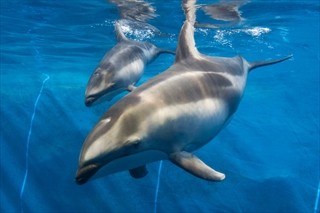 大阪府・海遊館でイルカとアシカの赤ちゃん誕生! 愛称も募集!