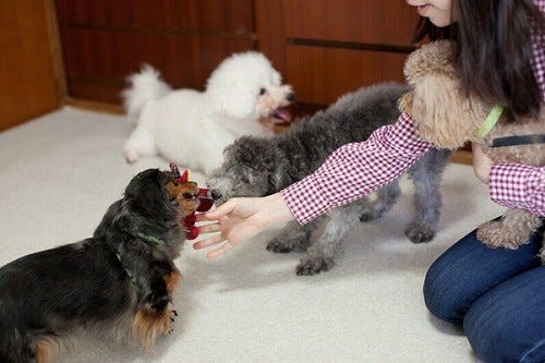 東京都豊島区にある 完全予約制の犬カフェ に行ってきた 画像大量 マイナビニュース