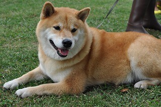 岩手県の旅を満喫する1匹の柴犬 マイナビニュース