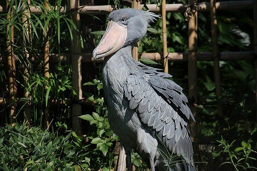 東京都 上野動物園にいる あの 動かないことで有名な鳥 に会ってきた マイナビニュース