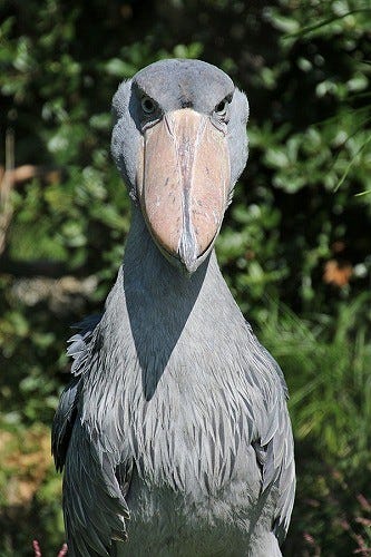 東京都 上野動物園にいる あの 動かないことで有名な鳥 に会ってきた マイナビニュース