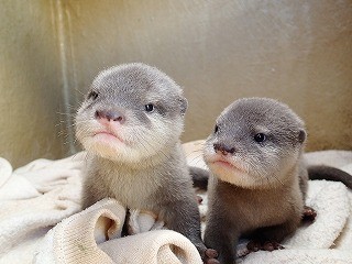 東京都・サンシャイン水族館のカワウソの赤ちゃんが可愛すぎる!