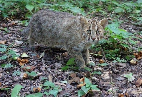 長崎県 対馬のみに生息するツシマヤマネコって どんなネコ マイナビニュース