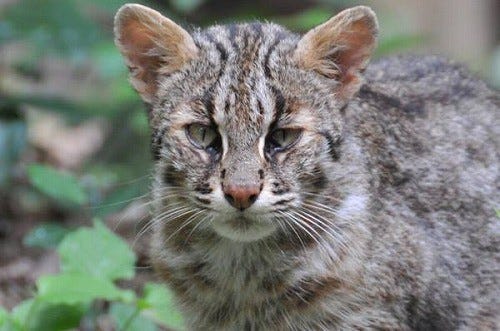 長崎県 対馬のみに生息するツシマヤマネコって どんなネコ マイナビニュース