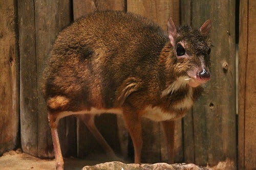 東京都 上野動物園に手乗りサイズの鹿がいてビックリ マイナビニュース