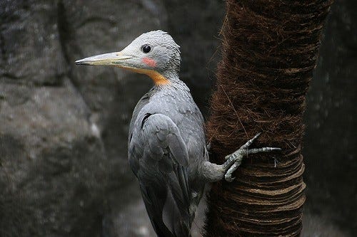 東京都 上野動物園で チークを塗った可愛い鳥に会ってきた マイナビニュース