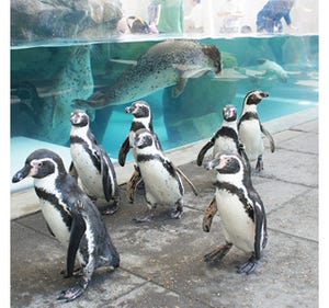 兵庫県・城崎マリンワールドで大人気のペンギンがお散歩デビュー！