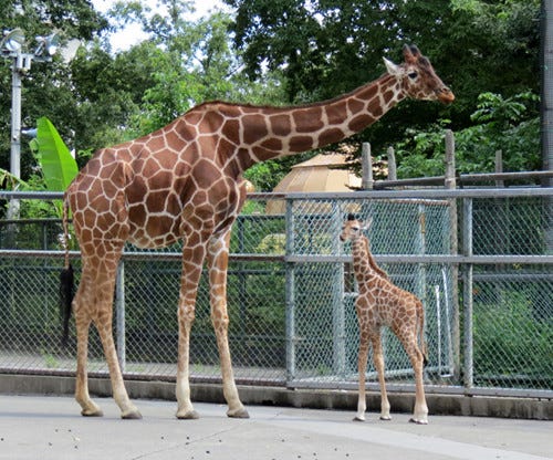 東京都・多摩動物公園でキリンの赤ちゃんが誕生!! マイナビニュース