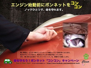 中に猫がいるかも! エンジンをかける前にボンネットをノックして!