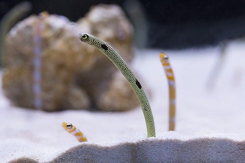 東京都 すみだ水族館がチンアナゴを生放送 放送時間なんと111時間 マイナビニュース