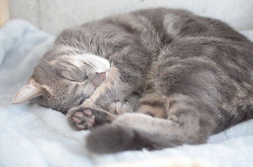 猫 寝 てる 時 ピクピク