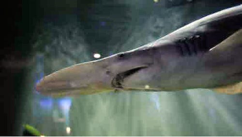 東京都 葛西臨海水族園で 悪鬼のように怖い顔のサメを展示 マイナビニュース