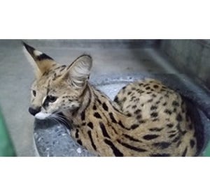 愛媛県・とべ動物園に、猫みたいなサーバルキャットの女の子がやってきた