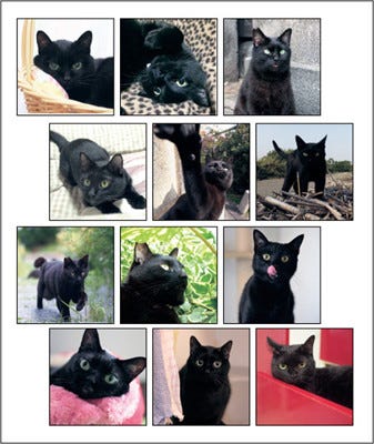 黒猫しか登場しない 黒猫好きのための黒猫カレンダー発売 マイナビニュース
