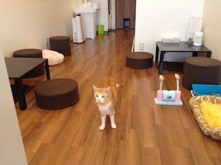 東京都 高円寺に 里親募集も兼ねた猫カフェ 猫の家 がオープン マイナビニュース