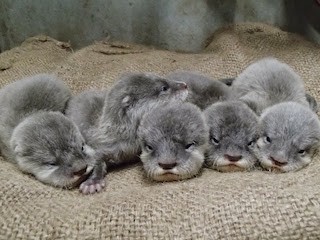 猫耳なしの子猫みたい! カワウソの赤ちゃんがすくすくと成長中