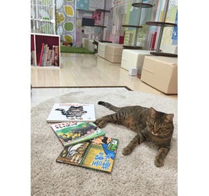 大阪府の保護猫カフェで、猫に絵本を読み聞かせるイベントが開催