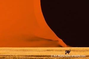 東京都新宿区で、世界的自然写真家アート・ウルフの写真展を開催