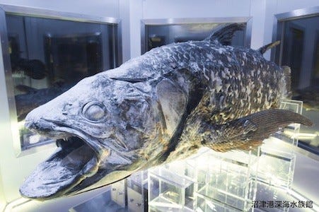 希少な シーラカンス の冷凍標本を展示 静岡県 沼津港深海水族館 マイナビニュース