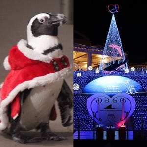 サンタ姿のペンギンに癒やされる! イルミ&花火も輝くシーパラのクリスマス