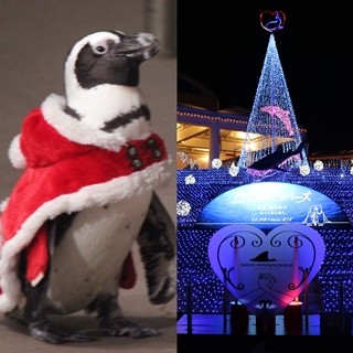 サンタ姿のペンギンに癒やされる! イルミ&花火も輝くシーパラのクリスマス