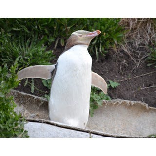 癒しがいっぱい 野生ペンギンたちに会いにニュージーランドへ行ってみた マイナビニュース