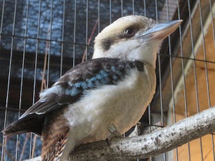 東京都 多摩動物公園に 笑う鳥 が8年ぶりに来園 マイナビニュース