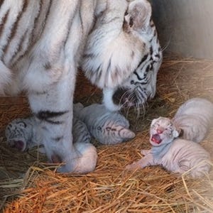 東武動物公園にホワイトタイガーの四つ子が誕生! お披露目は4月ごろの予定