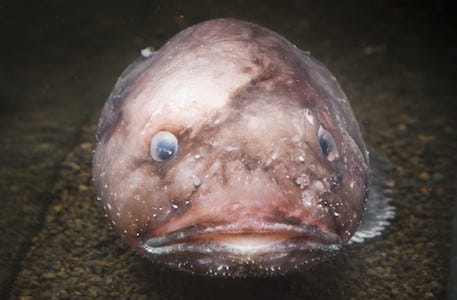 沼津港深海水族館の網漁で 謎の深海魚 が捕獲され話題に マイナビニュース