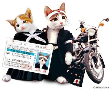 なめ猫免許証 が無料で作れる なめ猫免許センター 公開 マイナビ