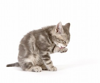 猫の柄はもともと1種類しかなかったって本当? - 獣医師が解説