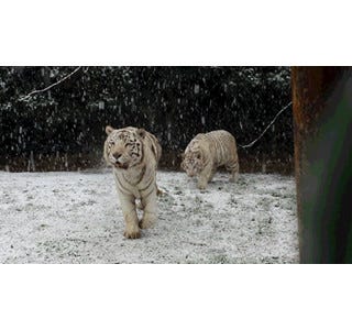 雪が降るとネコ科のトラはおおはしゃぎ 一方ライオンは マイナビニュース