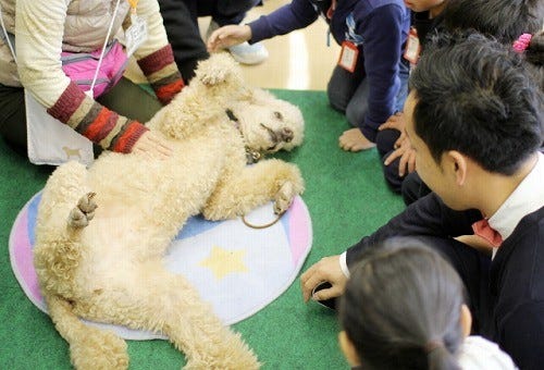 東京都 大田区の小学校で犬とのふれあい授業を開催 マイナビニュース