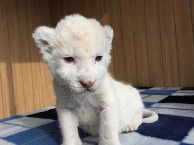 希少なホワイトライオンの赤ちゃんが すくすくと成長中 マイナビニュース