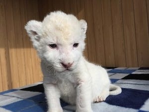 希少なホワイトライオンの赤ちゃんが、すくすくと成長中!
