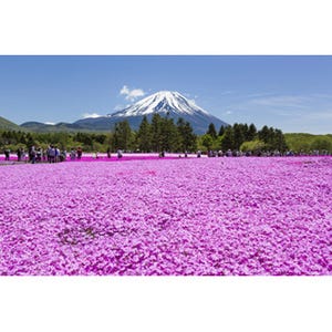 ご当地グルメも集合! 山梨で約80万株が咲き誇る「富士芝桜まつり」開催