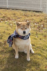 岩手県の旅を満喫する1匹の柴犬 マイナビニュース