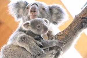 兵庫県・王子動物園で、もふもふのコアラの赤ちゃんが順調に成長中!