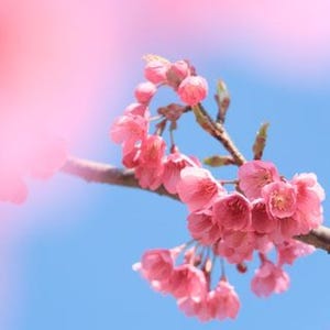 桜の撮り方 2015、咲きはじめはマクロやボケ味を活かして - キヤノン「PowerShot G7 X」で実践