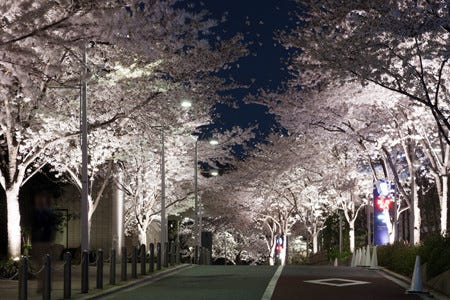 六本木ヒルズで幻想的な夜桜を 桜のライトアップに期間限定桜メニューも マイナビニュース