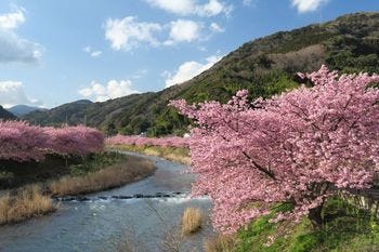 早咲きの名所 静岡 河津桜を撮影してきた 桜の撮り方 15 マイナビニュース