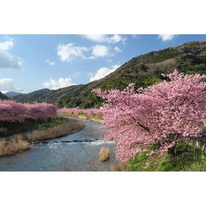 早咲きの名所、静岡・河津桜を撮影してきた - 桜の撮り方 2015
