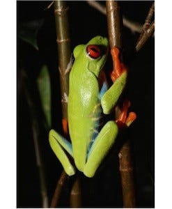 真っ赤な目の蛙 アカメアマガエル の展示が開始 静岡県 Izoo マイナビニュース