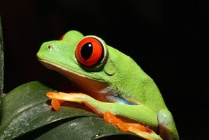 真っ赤な目の蛙「アカメアマガエル」の展示が開始 - 静岡県・iZoo