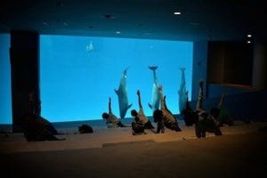 閉館後の水族館で「ナイトヨガ」開催 - なぜかイルカがシンクロ