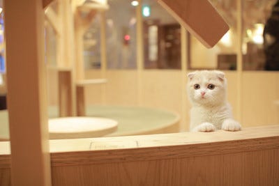 東京都 池袋に1本の大きなツリーが置かれている猫カフェがオープン マイナビニュース