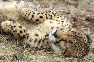 チーターの寝顔が猛獣であることを忘れるほど可愛らしい