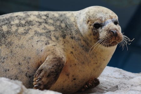 京都府 京都水族館のアザラシが可愛すぎて大人気に マイナビニュース