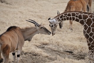 肉食動物と草食動物が共存する動物園エリアが誕生 マイナビニュース